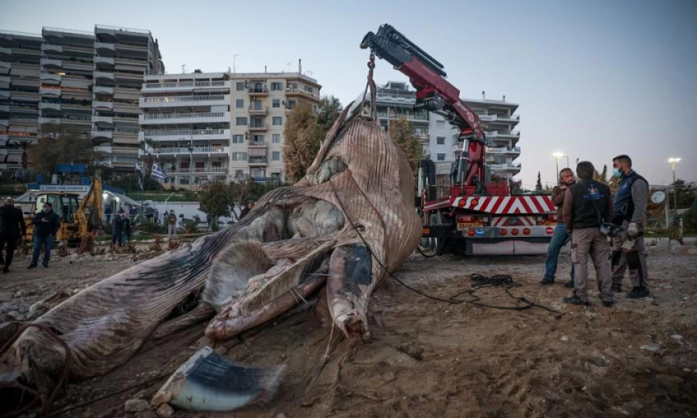 Νεκρή φάλαινα ξεβράστηκε στον Πειραιά